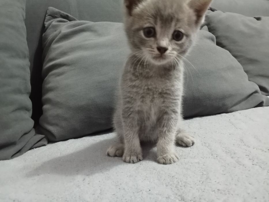 Отдам котят в хорошие руки