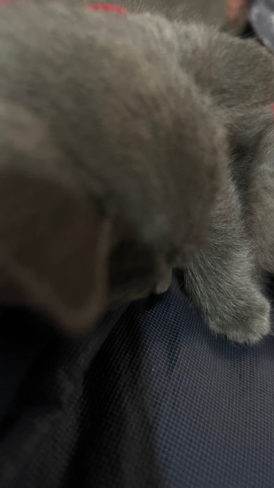 Котята бесплатно