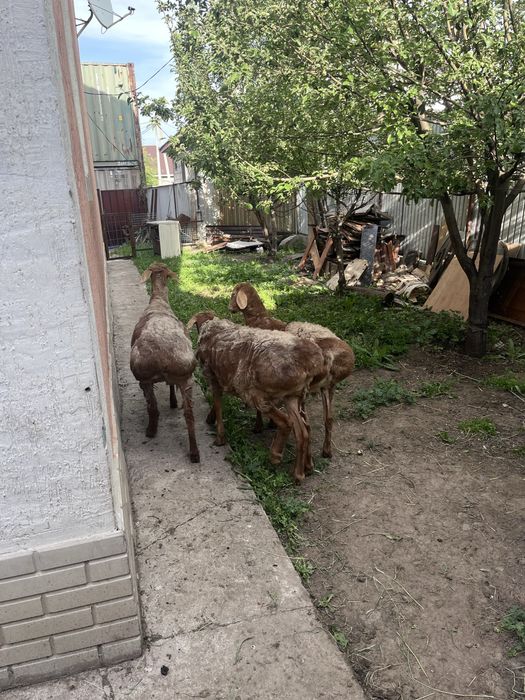 Барашкий в  Талгаре