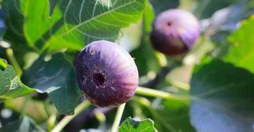 Саженцы гранат, кампсис.инжир черный, вишня крупная