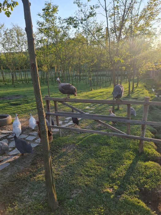 Ouă de bibilică pt incubator/consum