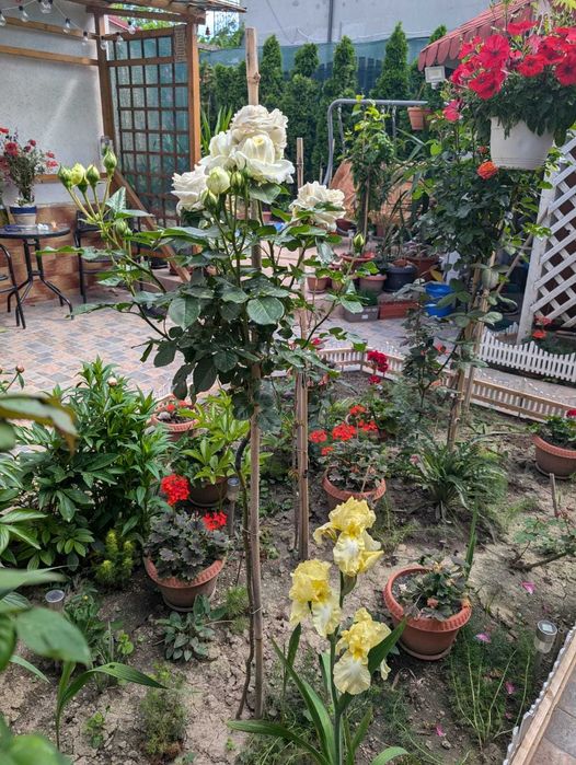 Vand casa deosebita in Techirghiol
