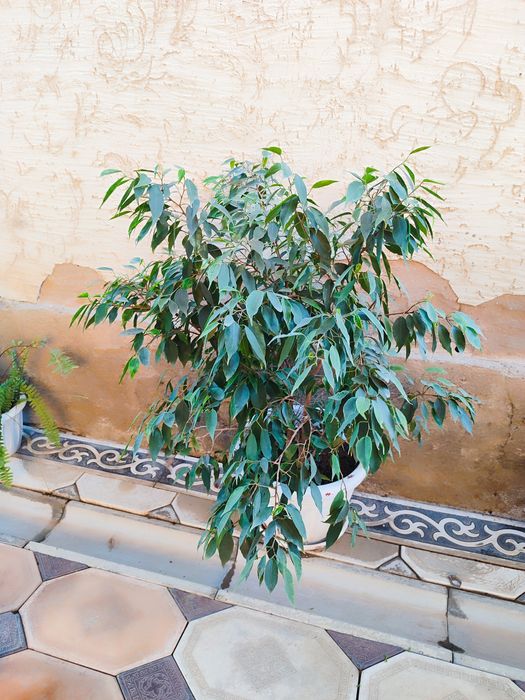 Домашние цветы  ухоженные