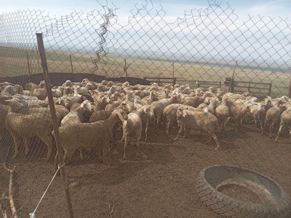 Бараны кой баран Кой продаётся.24/7