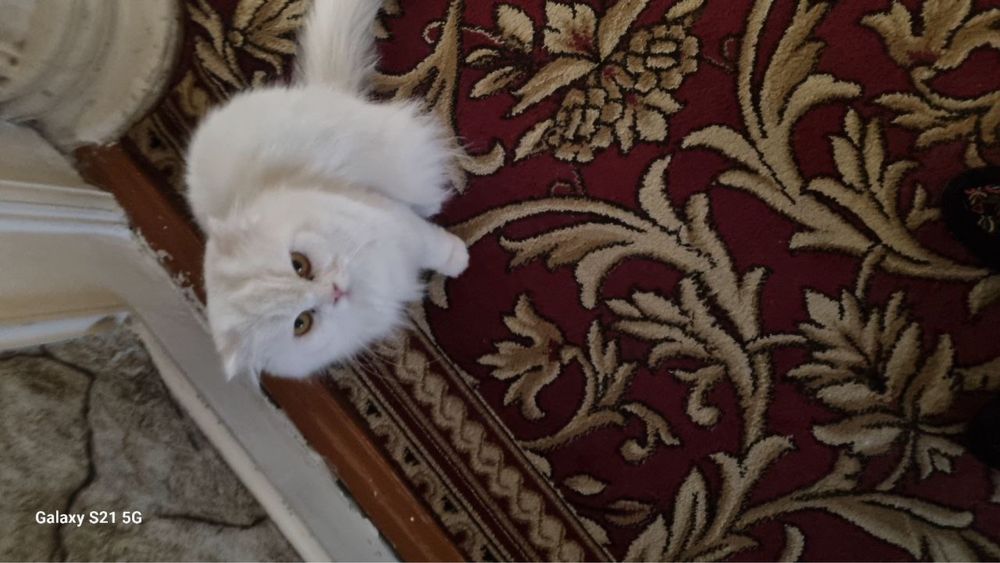 Чистокровная Скотиш-фолд Шотландская вислоухая кошка