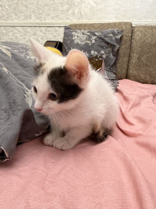 Отдам даром кошку