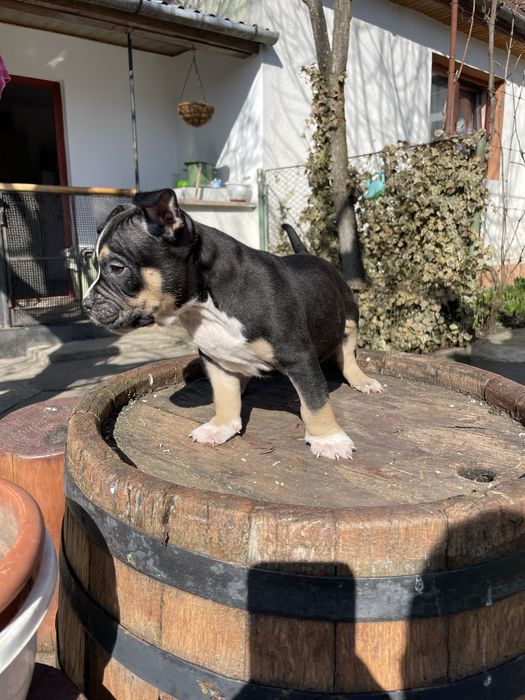 American Bully pocket