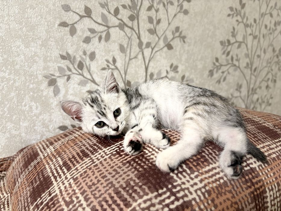 Продам котеночка девочка