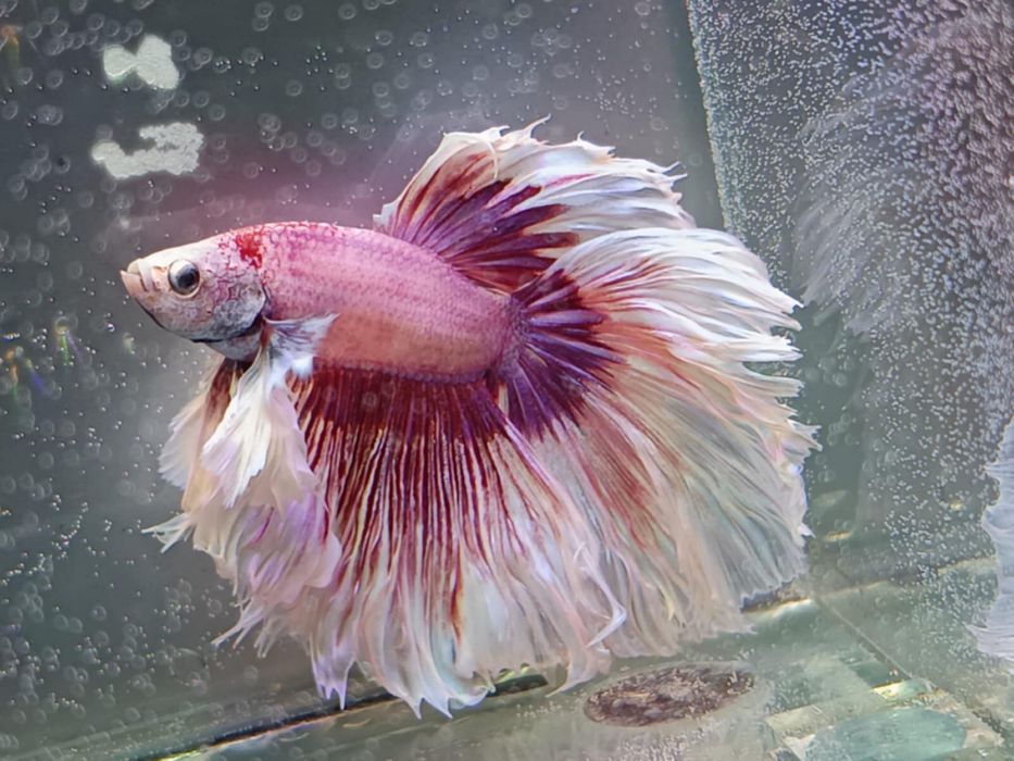 Pesti betta rari : koi,nemo,plakat.veiltail,shortfin,marble