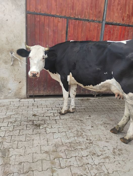 Vând vaca buna de lapte cu vițel