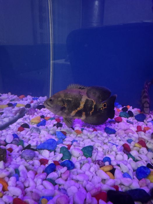 Baliq astiranatus sotiladi 15  17 sm