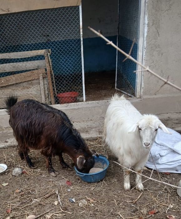 Лақтар сатылады