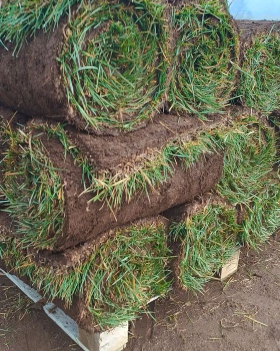 Газон джонсон вышый