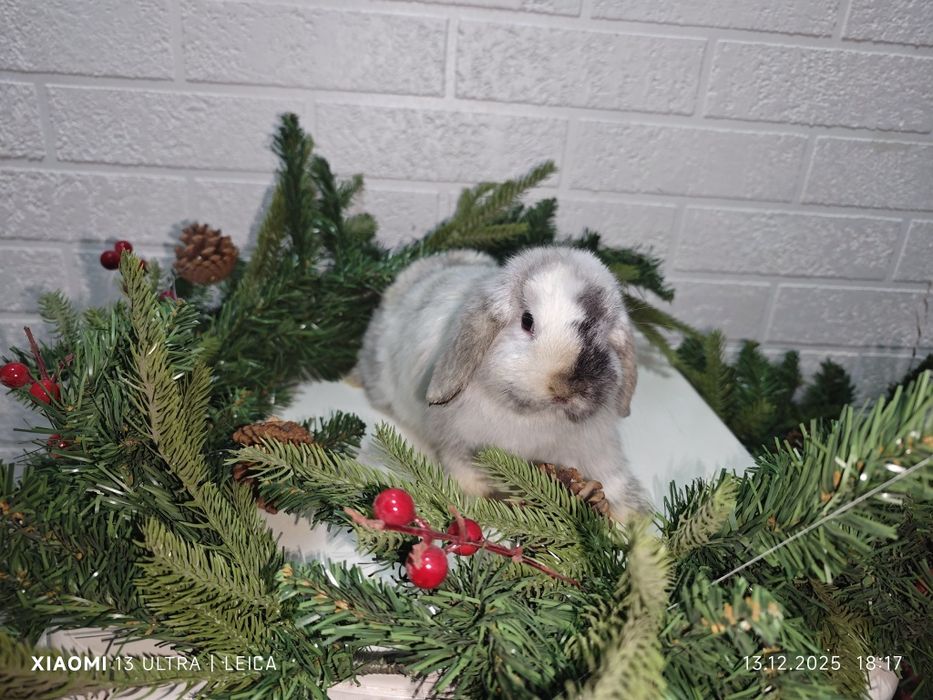 Кролики декоративные карликовые