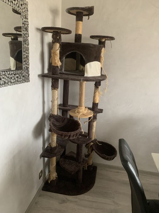 Котешка катерушка