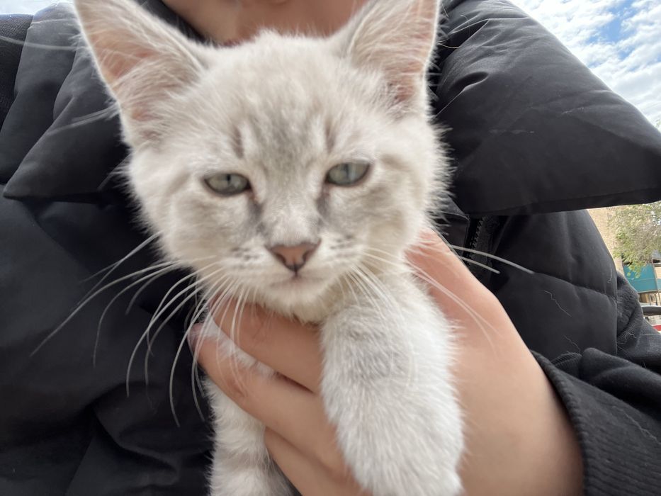 котёнок город жанаозен