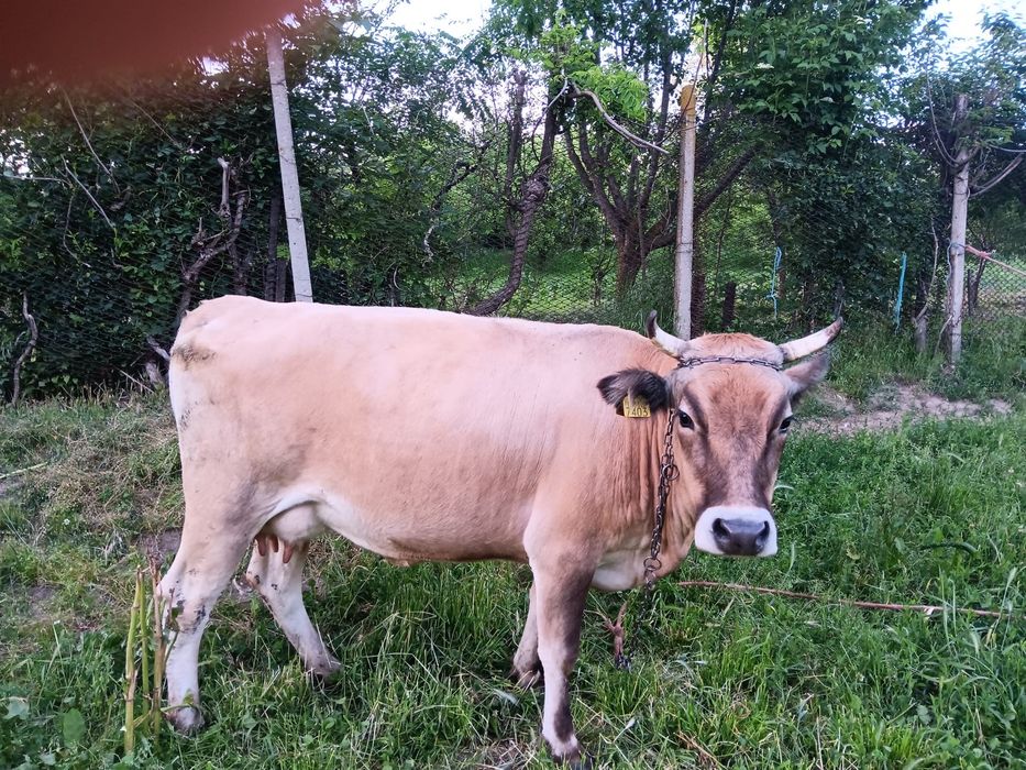 Vand vaca buna de lapte