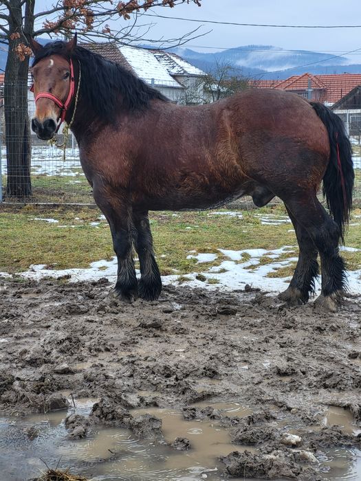 Cal castrat 5 ani 900kg