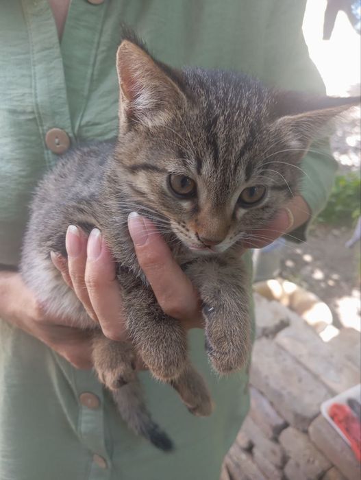 Котёнок даром в добрые руки