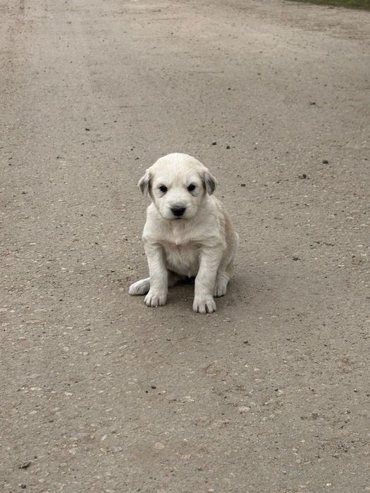 Щенки в добрые руки, мальчики