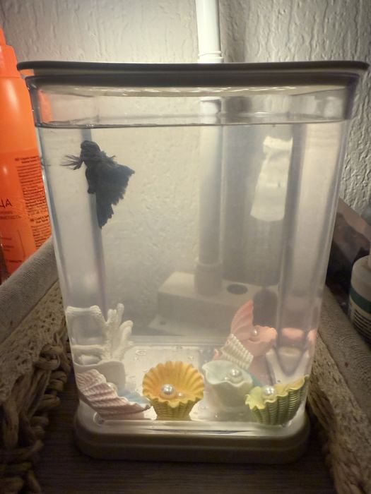 Аквариум с петушком и кормом