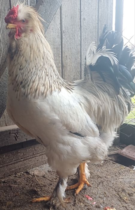 Cocoși motati incaltati barbosi