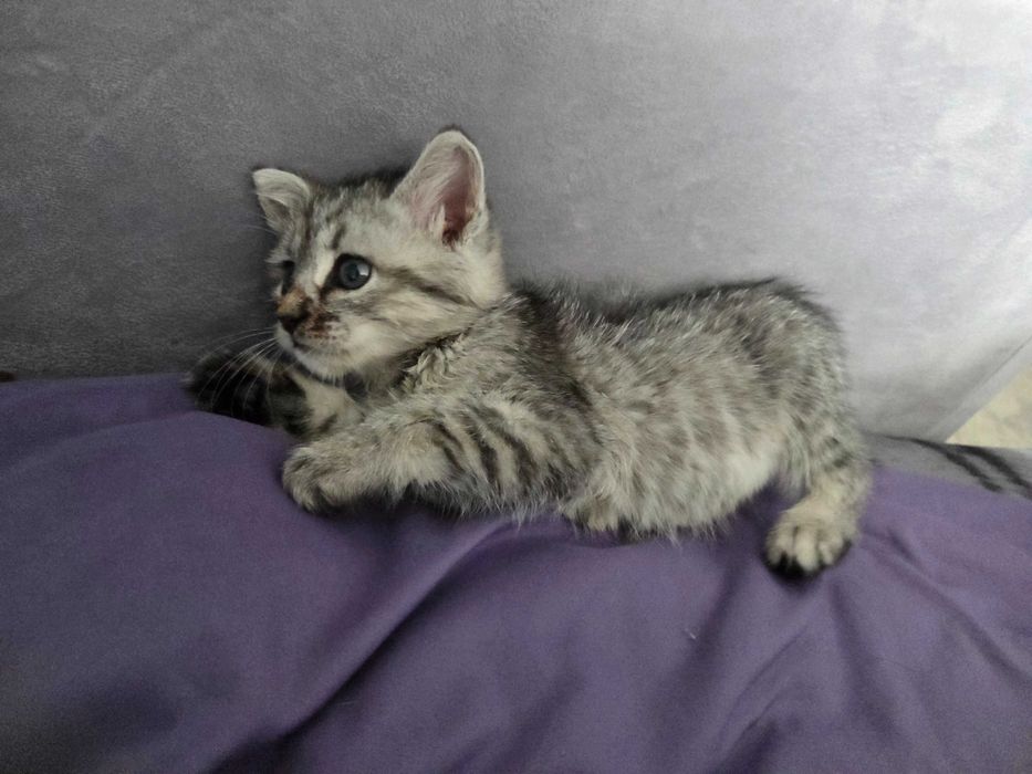 Котеночек девочка в добрые руки