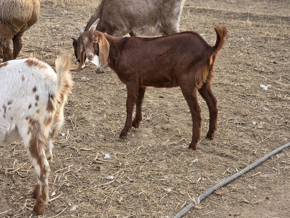 Теке лақ бес жарым айлық