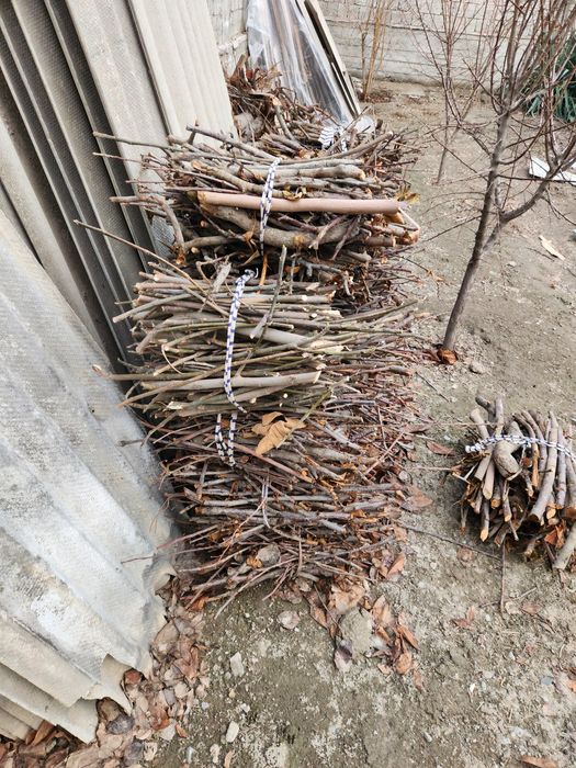 Утин вевали дарахтники