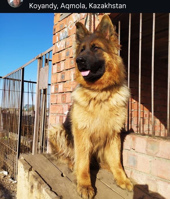 Немецкая овчарка