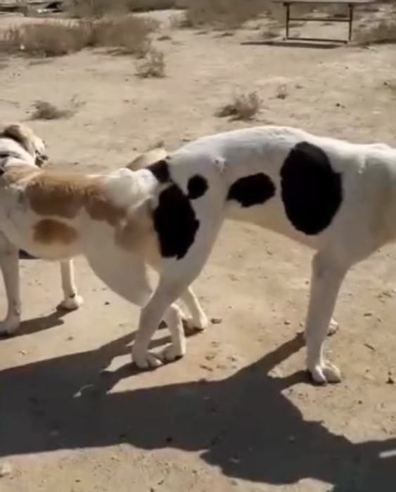 Қаншық сатылады…….