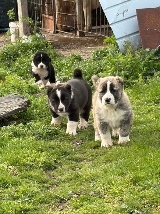 Кученца Алабайчета