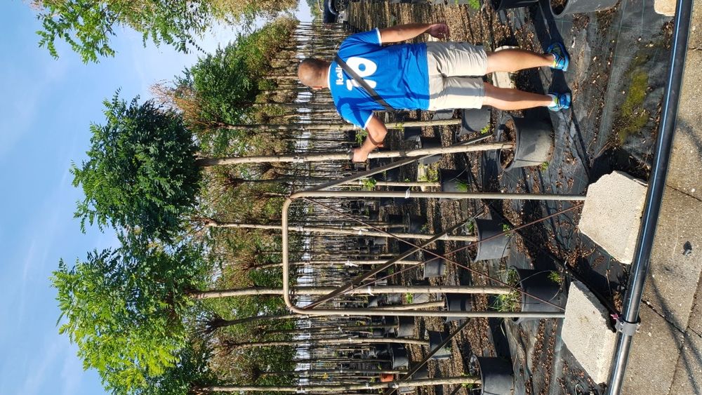 Vindem copaci foiosi cu coroana altuita