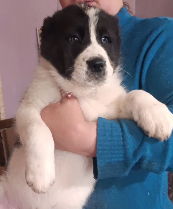 Шикарные девочки от супер тяжи .