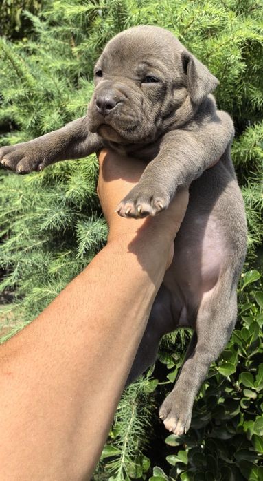 Американско Були ХЛ/American Bully XL