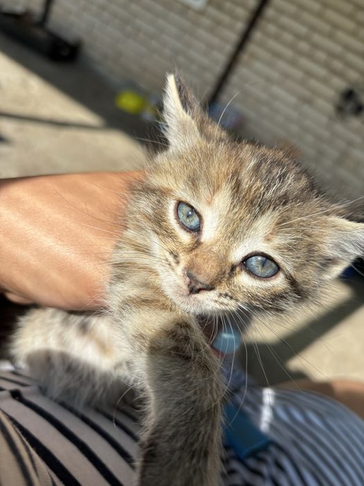Отдам котят мама мышеловка