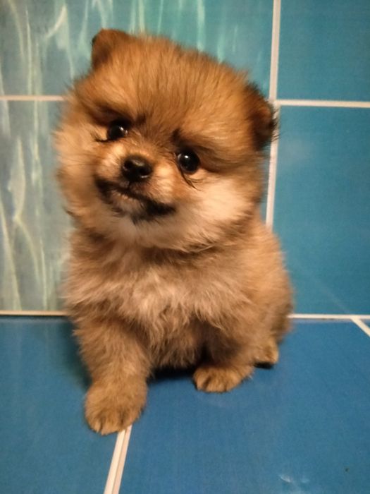 Померанский шпиц