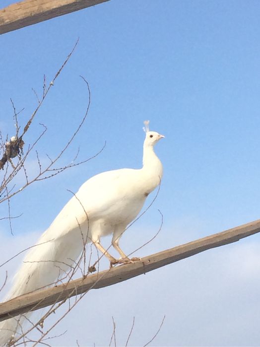 Индиское жар птица Павлины самка самец
