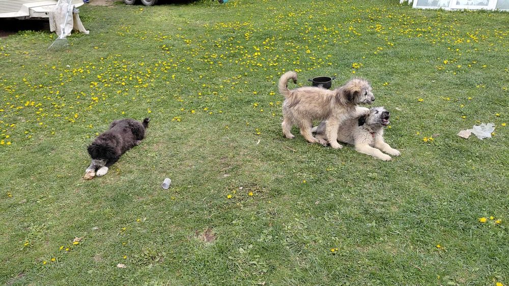 Donez cățeluse in vărstă de 3 luni