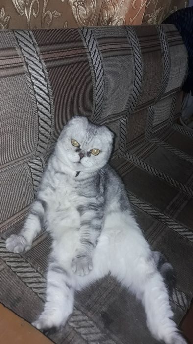Шотландская кошка.