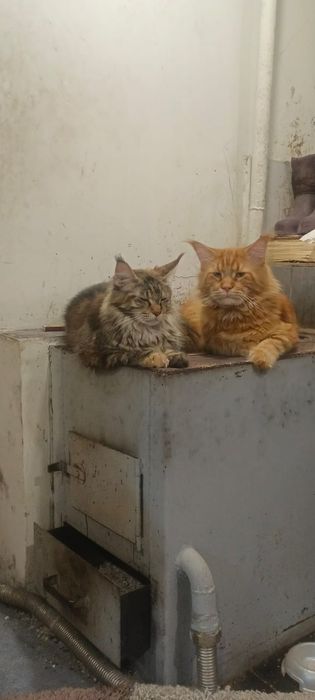 Котята Мейн куны