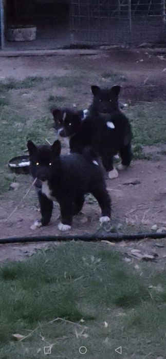 Продам щенков лайки