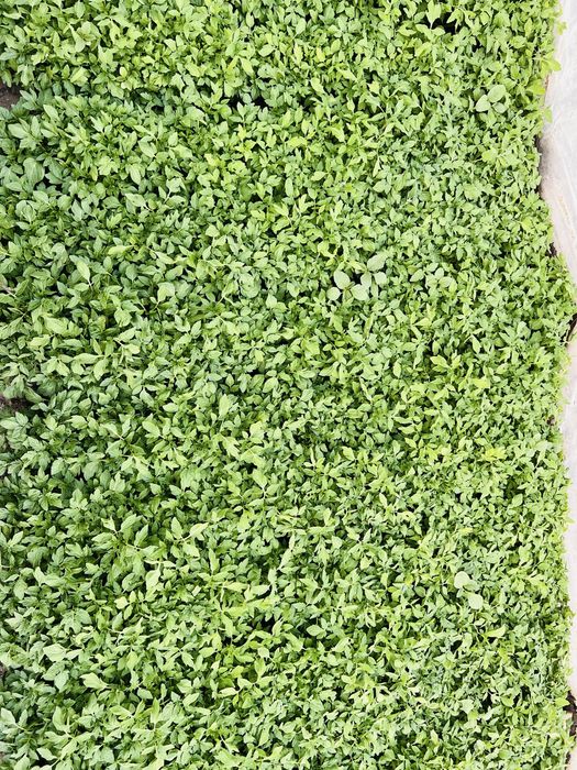 Рассада всех сортов