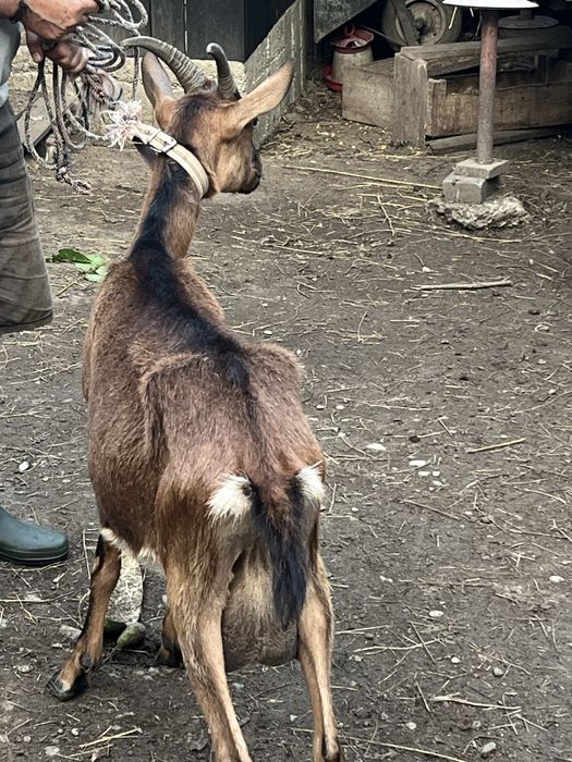 Capra rasa alpin-francez (2litri de lapte/zi)