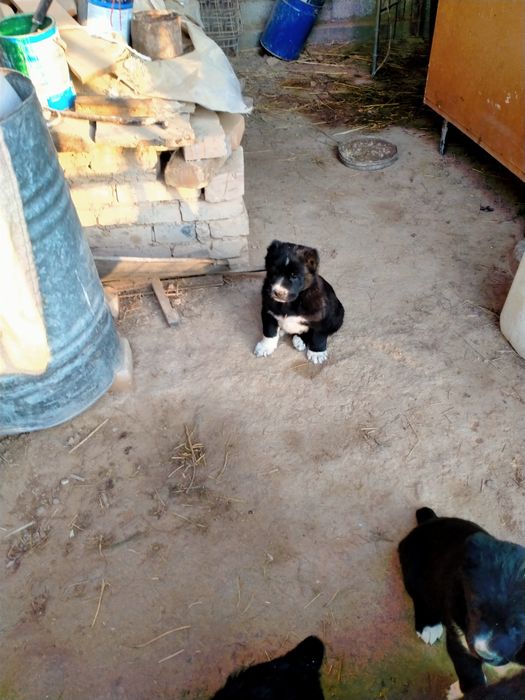 Щенки Алабая 1 месяц