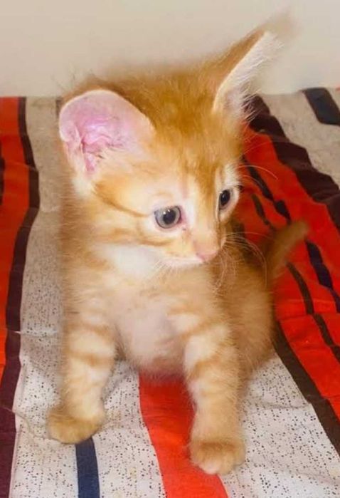 Котята отдам в добрые руки