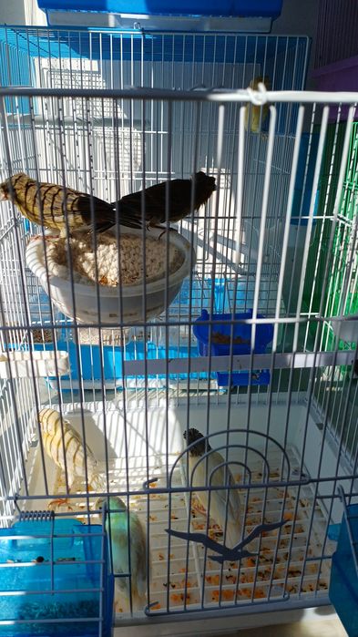 Срочно продаётся Канарейки