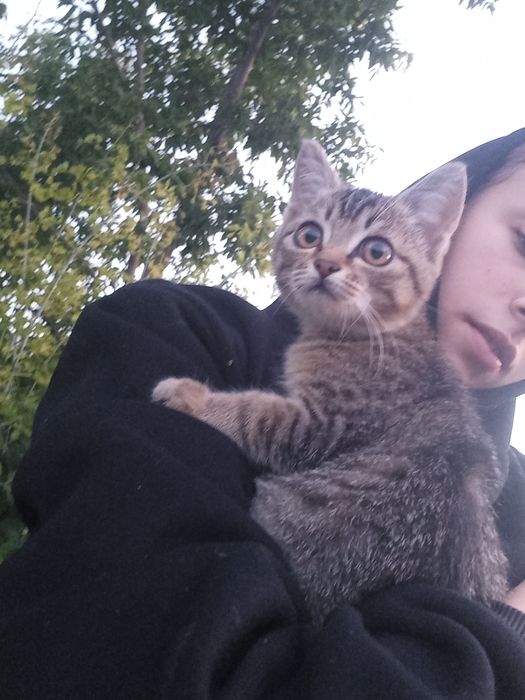 Котята 2 кошечка