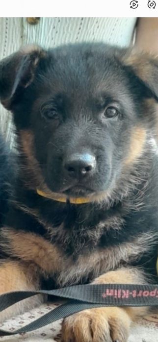 Чистокровные щенки Немецкой овчарки