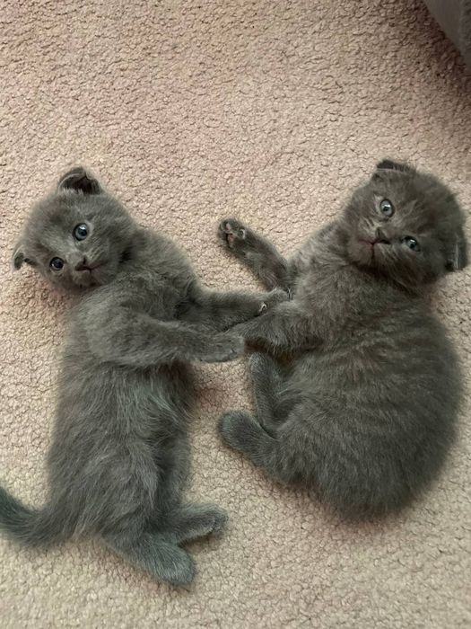 В продаже есть котята шотландской породы. Цена указана за двух котят.